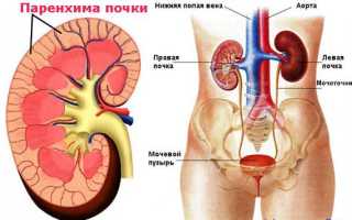 Диффузные изменения паренхимы почки