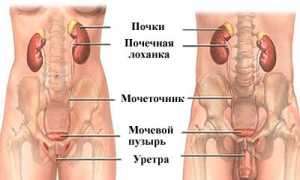 Строение и функции мочевыделительной системы