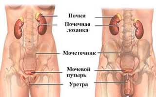 Строение и функции мочевыделительной системы