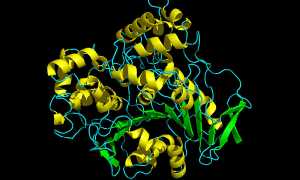 Особенности фермента липаза (lipase): его функция и норма