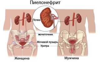 Стол питания при пиелонефрите